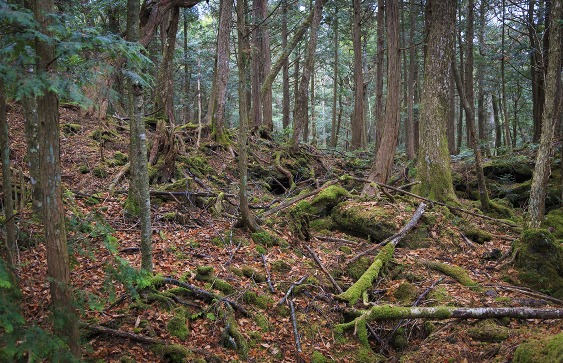 Aokigahara forest, Japan